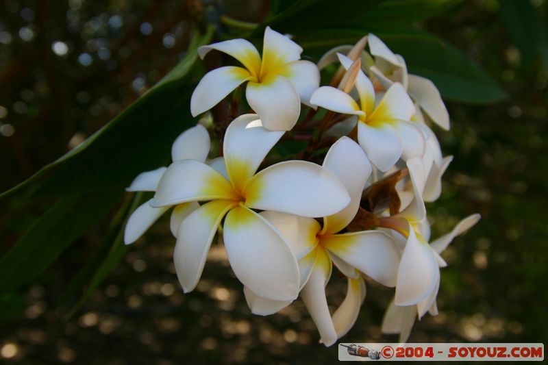 Magnetic Island
Mots-clés: fleur