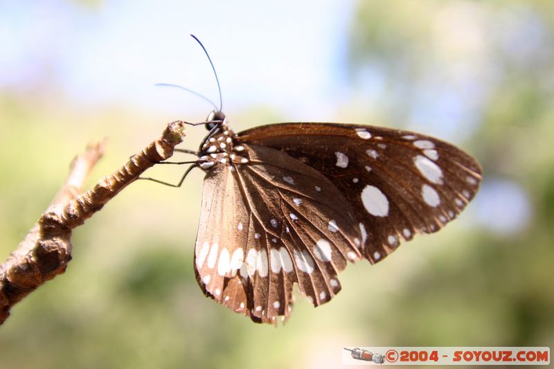 Magnetic Island - Butterfly
Mots-clés: animals Insecte papillon