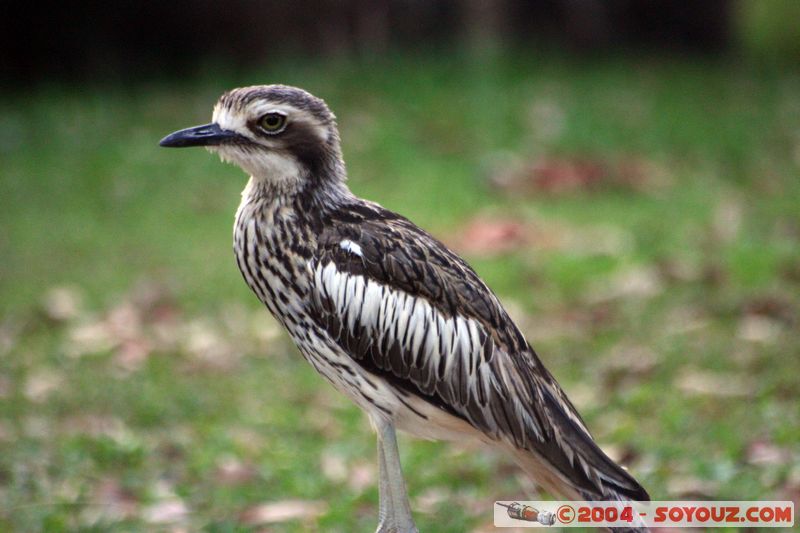 Magnetic Island - Bush Stone Curlew
Mots-clés: animals animals Australia oiseau Bush Stone Curlew