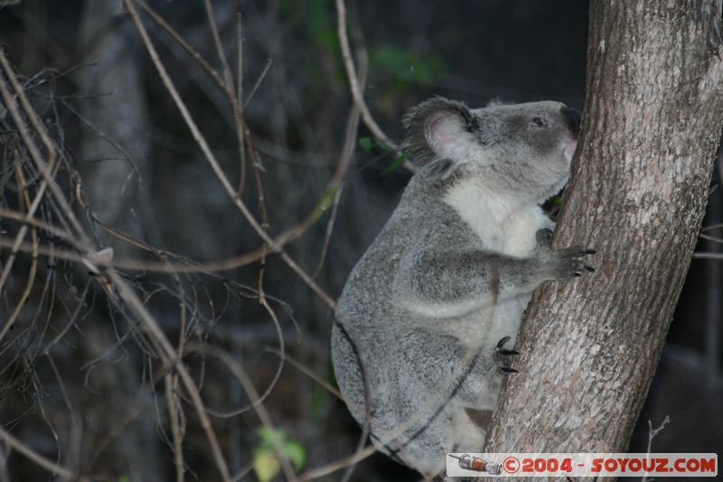Magnetic Island - Koala
Mots-clés: animals animals Australia koala