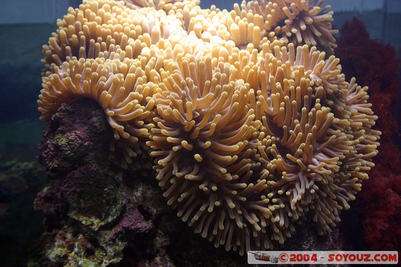 Townsville - anemone
