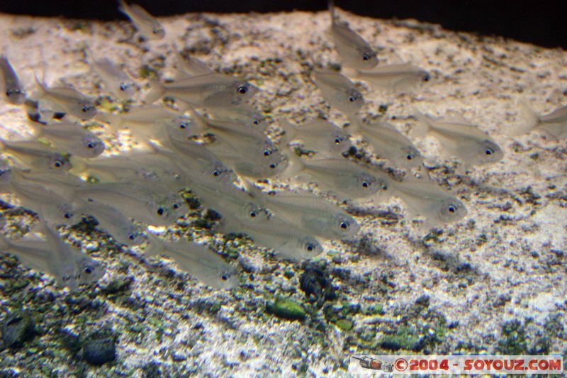 Townsville - Fish
Mots-clés: animals Poisson