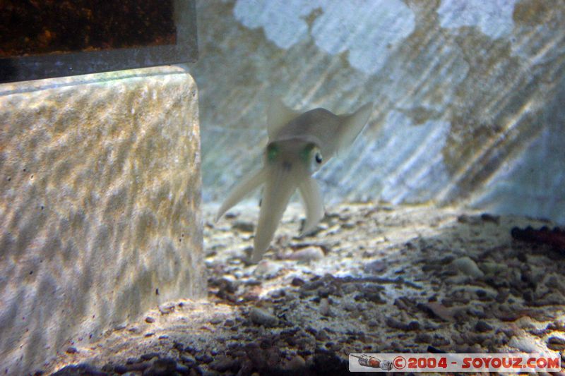 Townsville - Cuttlefish
