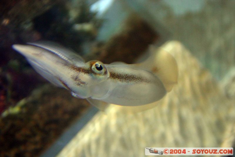 Townsville - Cuttlefish
