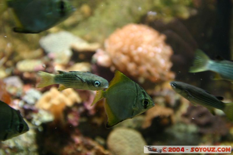 Townsville
Mots-clés: animals Poisson