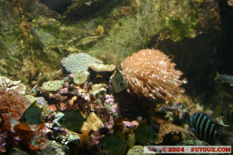 Townsville
Mots-clés: animals Poisson