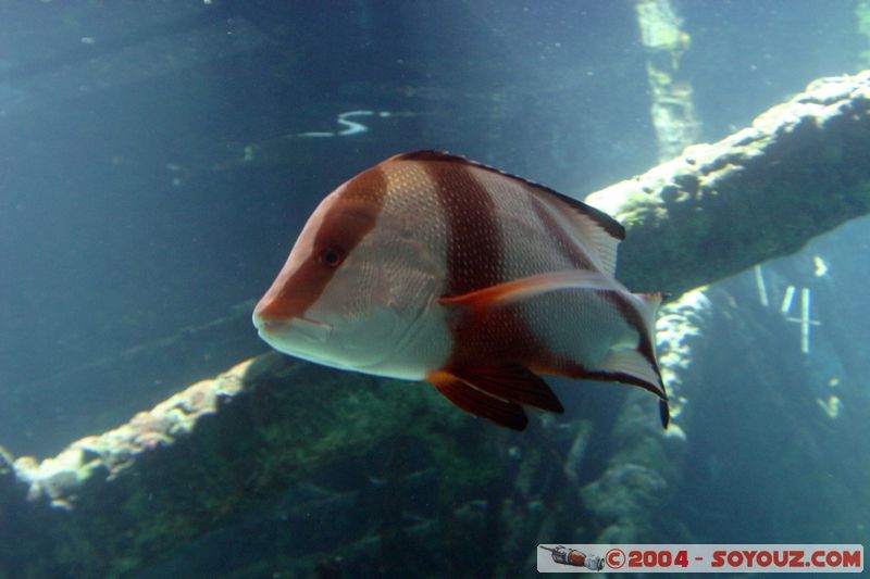 Townsville - Fish
Mots-clés: animals Poisson