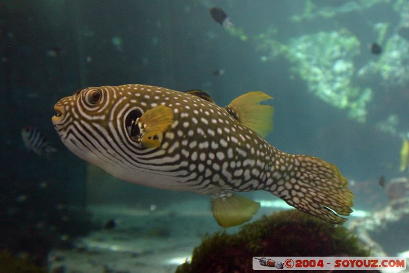 Townsville - Fish
Mots-clés: animals Poisson