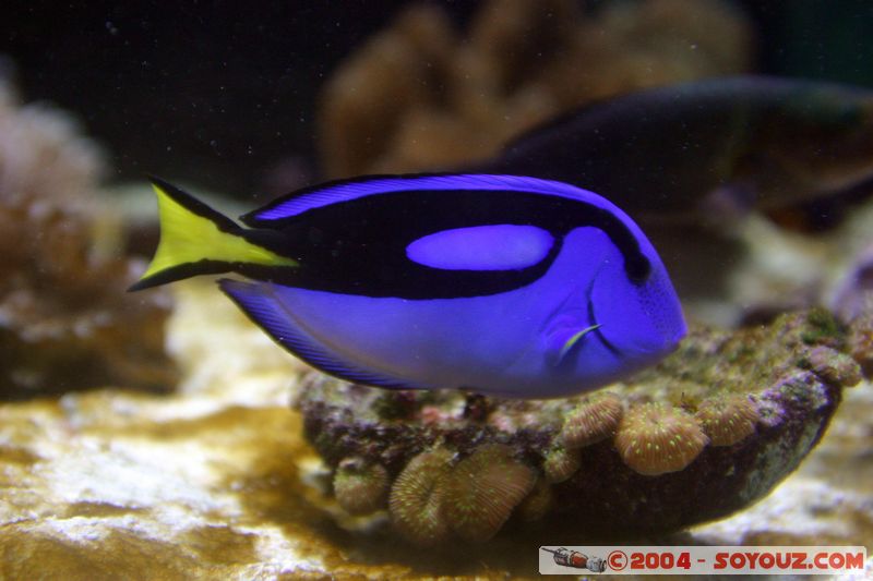 Townsville - Surgeonfish
Mots-clés: animals Poisson