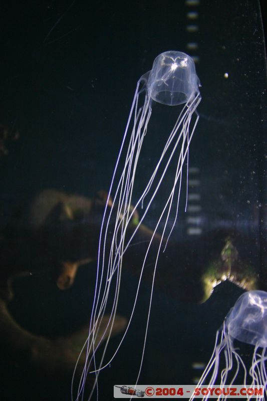 Townsville - Jellyfish
Mots-clés: meduse