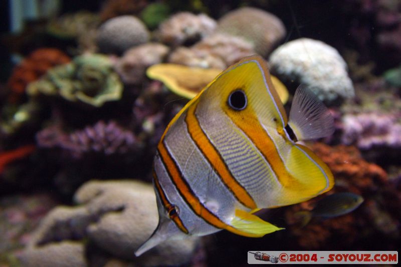 Townsville - Fish
Mots-clés: animals Poisson