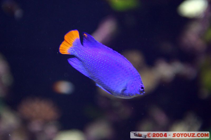 Townsville - Fish
Mots-clés: animals Poisson