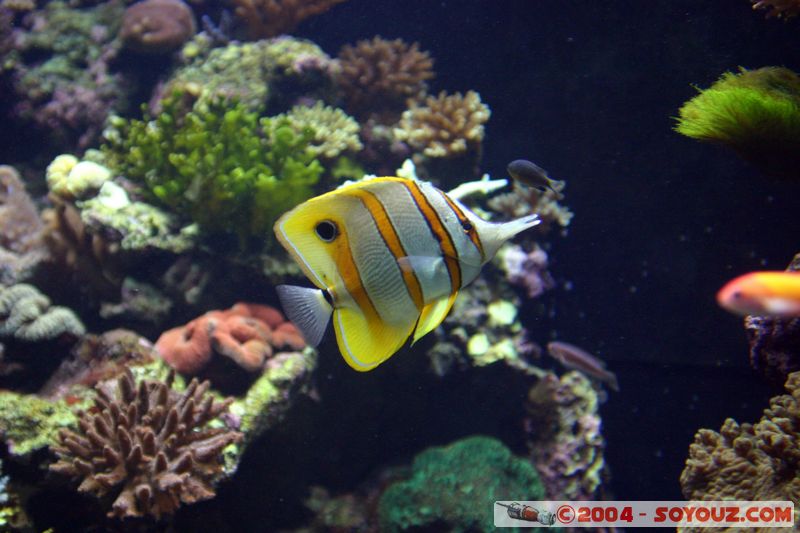 Townsville - Fish
Mots-clés: animals Poisson