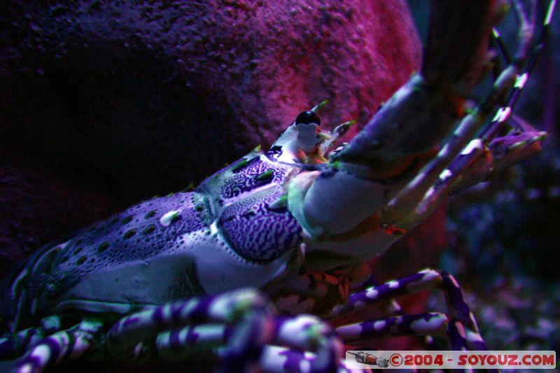 Townsville - Crab
Mots-clés: animals crabe