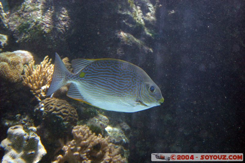 Townsville - Fish
Mots-clés: animals Poisson