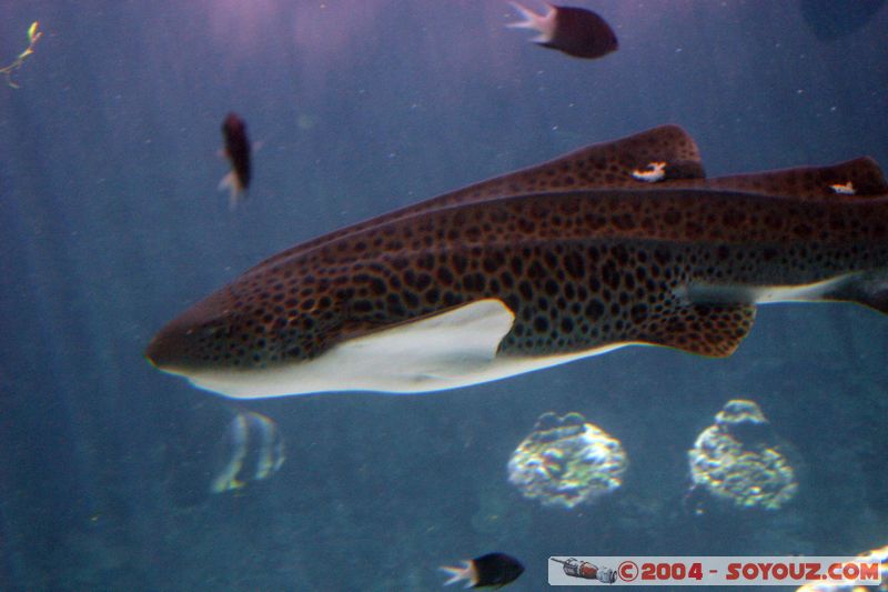 Townsville - Fish
Mots-clés: animals Poisson Requin