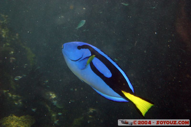 Townsville - Surgeonfish
Mots-clés: animals Poisson