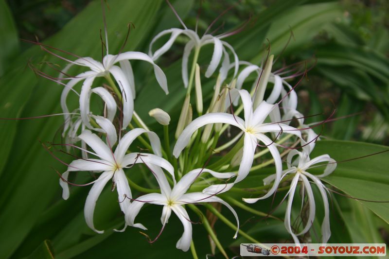 Cap Tribulation
Mots-clés: patrimoine unesco fleur