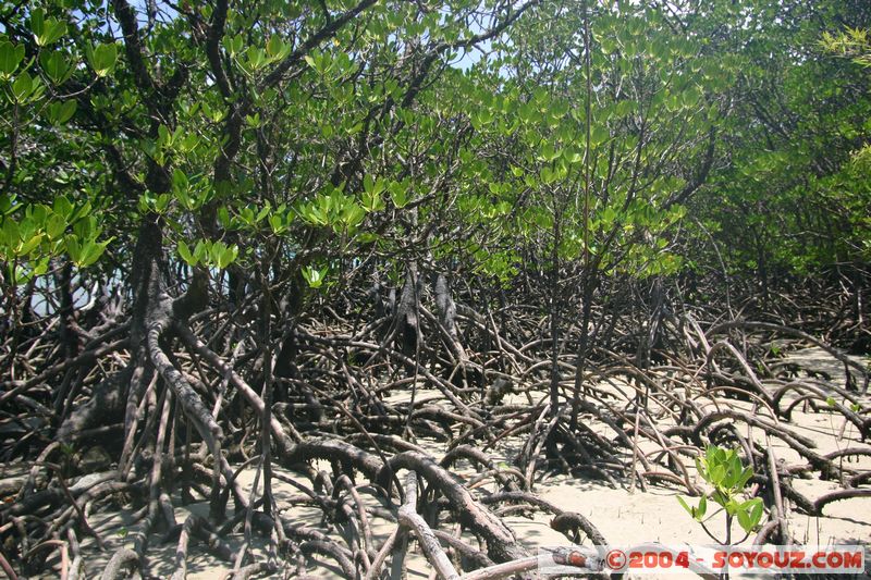 Cap Tribulation - Mangrove
Mots-clés: patrimoine unesco