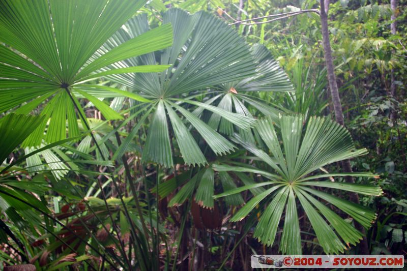 Cap Tribulation - Dubuji Walk
Mots-clés: patrimoine unesco Rainforest