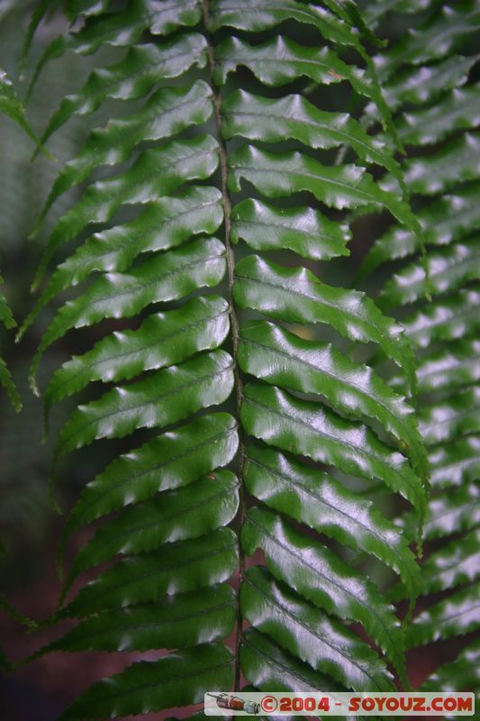 Cap Tribulation - Dubuji Walk
Mots-clés: patrimoine unesco Rainforest