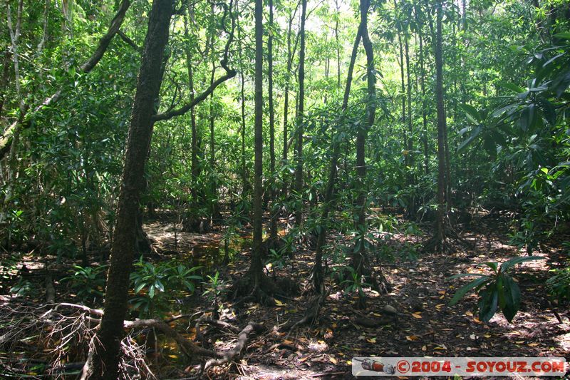 Cap Tribulation - Dubuji Walk
Mots-clés: patrimoine unesco Rainforest