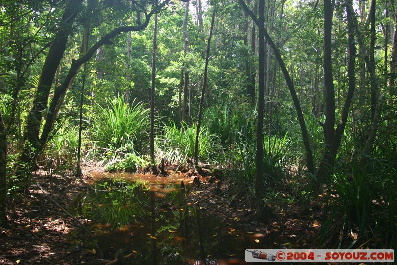 Cap Tribulation - Dubuji Walk
Mots-clés: patrimoine unesco Rainforest