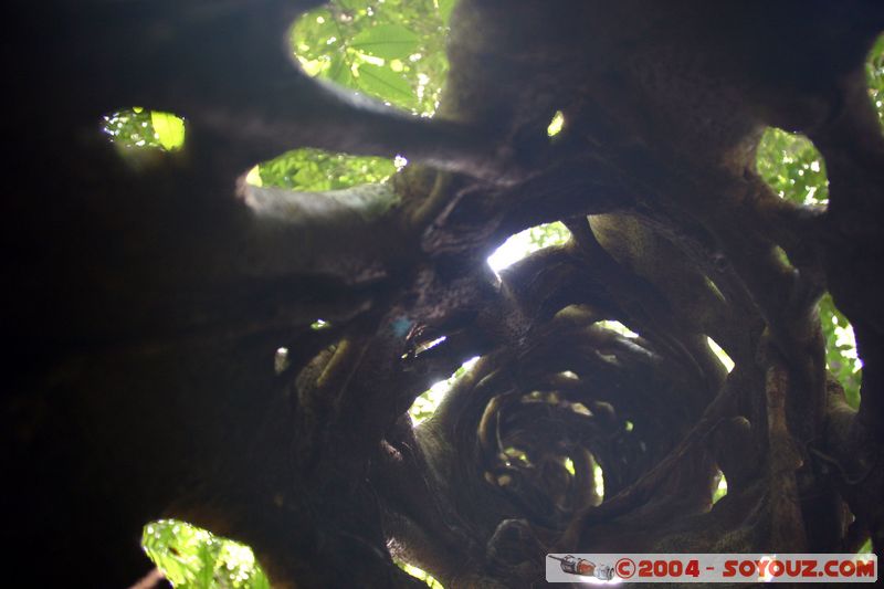 Cap Tribulation - Dubuji Walk
Mots-clés: patrimoine unesco Rainforest