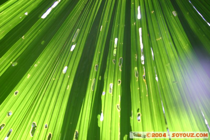 Cap Tribulation - Dubuji Walk
Mots-clés: patrimoine unesco Rainforest