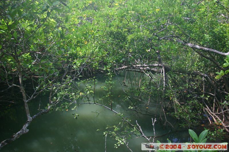 Cap Tribulation - Dubuji Walk
Mots-clés: patrimoine unesco Rainforest