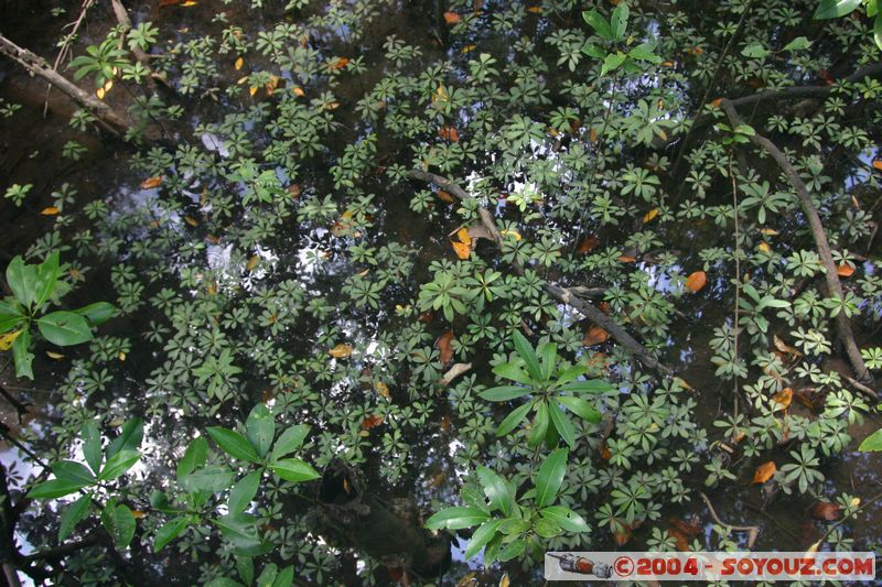 Cap Tribulation - Dubuji Walk
Mots-clés: patrimoine unesco Rainforest