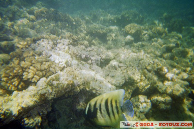 Great barrier reef
Mots-clés: patrimoine unesco animals Poisson