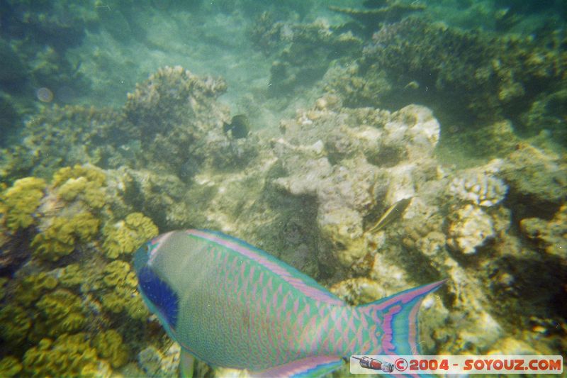 Great barrier reef - Parrot fish
Mots-clés: patrimoine unesco animals Poisson