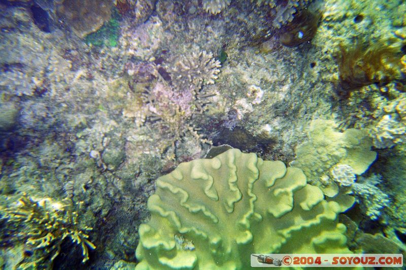 Great barrier reef
Mots-clés: patrimoine unesco