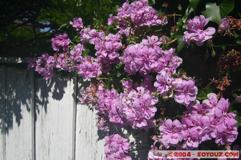 Hobart - Battery Point
Mots-clés: fleur