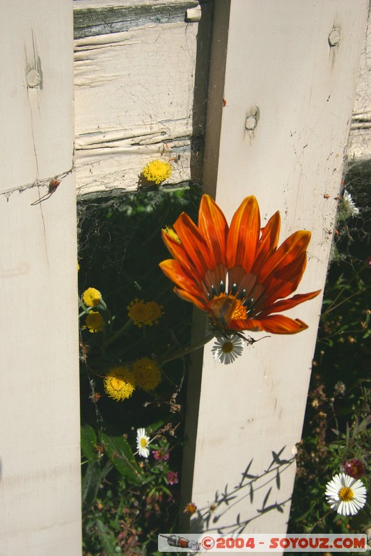 Hobart - Battery Point
Mots-clés: fleur