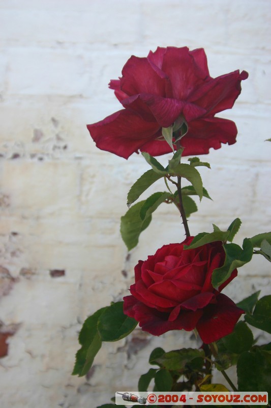 Hobart - Battery Point
Mots-clés: fleur