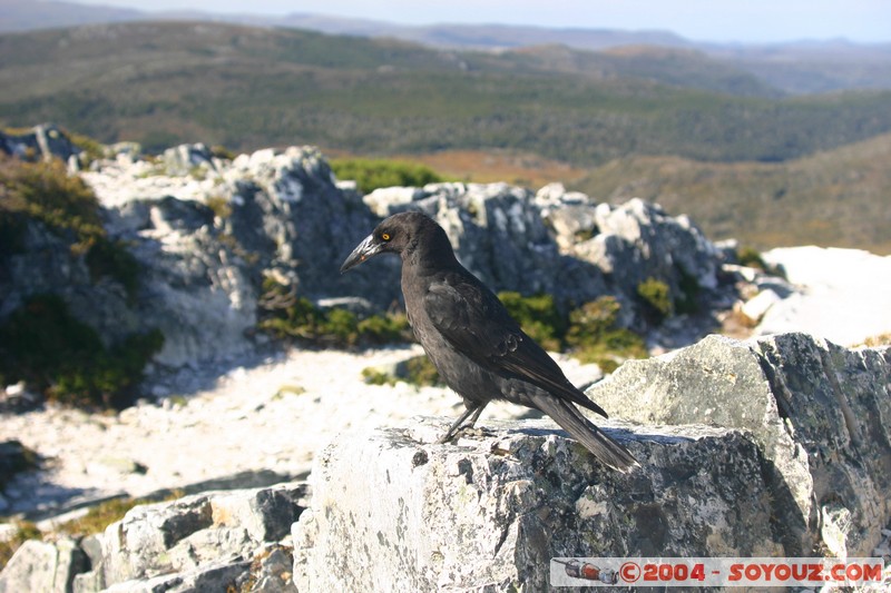 Overland Track - Black Currawong
Mots-clés: animals animals Australia oiseau Black Currawong