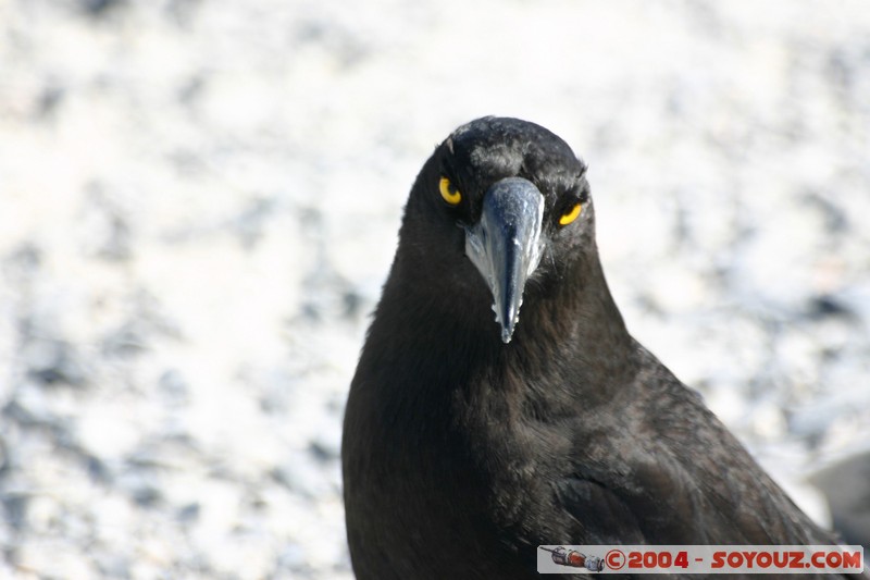 Overland Track - Black Currawong
Mots-clés: animals animals Australia oiseau Black Currawong