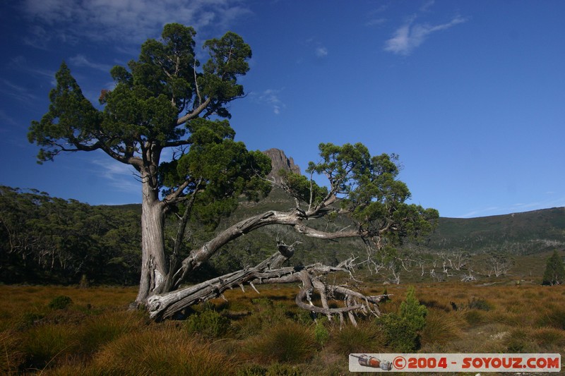 Overland Track - Barn Bluff
