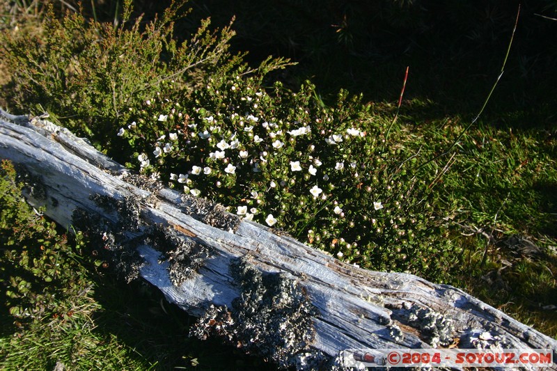 Overland Track - Lake Will
