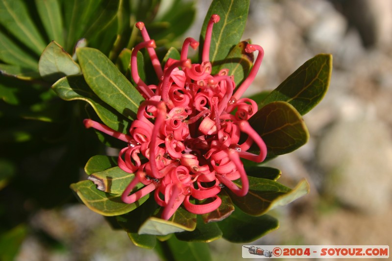 Overland Track
Mots-clés: fleur