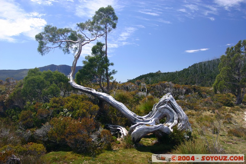 Overland Track
