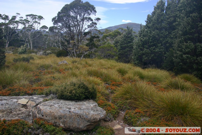 Overland Track - Frog Flats
