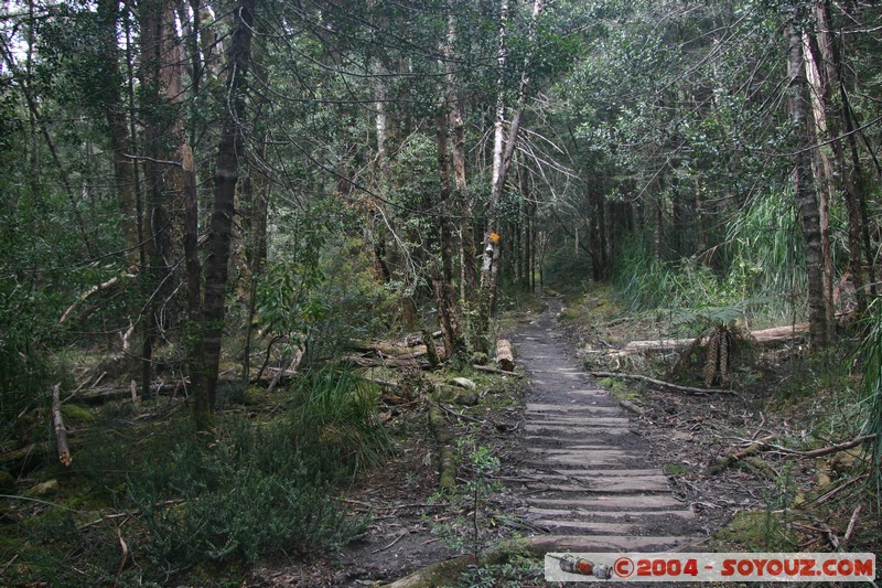 Overland Track - Frog Flats

