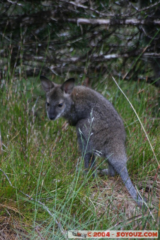 Overland Track - baby Wallaby
Mots-clés: animals animals Australia Wallaby