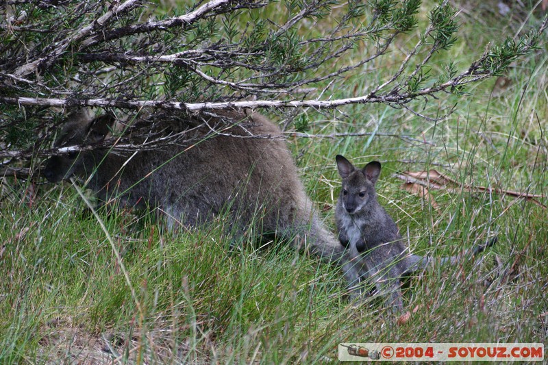 Overland Track - baby Wallaby
Mots-clés: animals animals Australia Wallaby