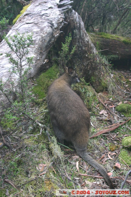 Overland Track - Wallaby
Mots-clés: animals animals Australia Wallaby