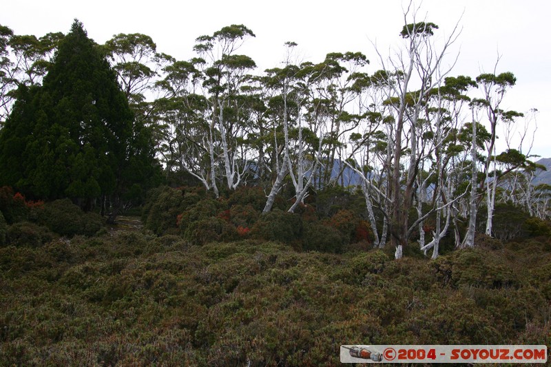 Overland Track - Pelion Gap
