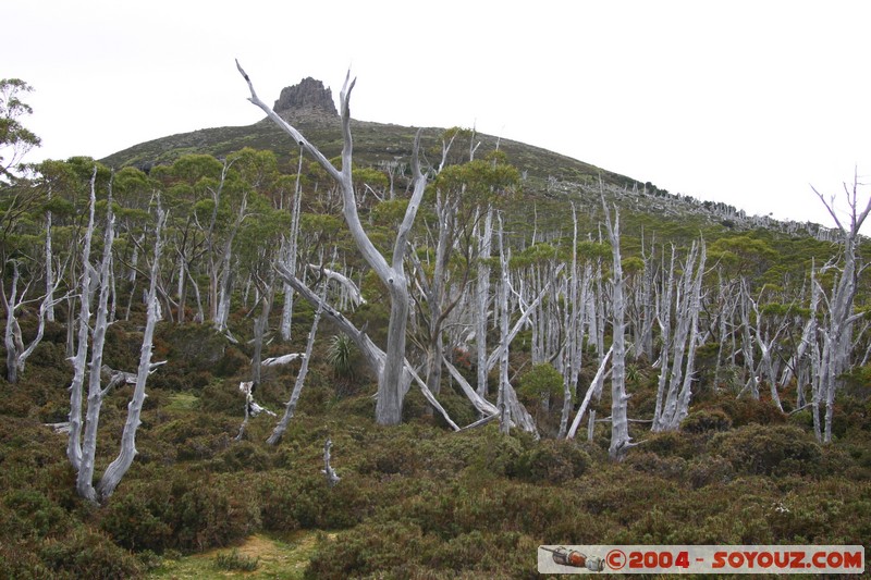 Overland Track - Pelion Gap - Mount Pelion East
